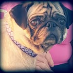 @shantilley_the_pug - Instagram