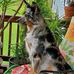 Shana Armstrong Catalano - Facebook