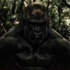 🦍 - @shanaadavid - TikTok