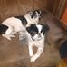 Shana Jacobs - Facebook