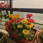 Shanaz Khan - Facebook
