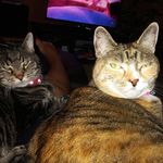 Shanda Bell - @heartinmeridian - Instagram