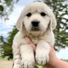 Shandra Brown - @shandrabrownn - TikTok