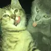 shandy miller - @atlas._.andnova - TikTok
