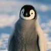 Shane Ali - @shane.ali0 - TikTok