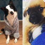 Shepson Shane & Angus Oliver - @shepnangus - Instagram