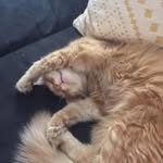 Shane Bauer - @shane.bauer75 - Instagram