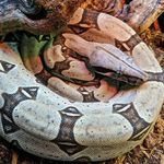 shane bowman - @_shane_bowman352 - Instagram