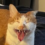 Shane - @shanebowman - Instagram