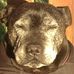 Shane Bradshaw - Facebook