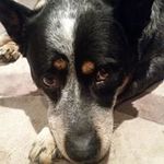 Shane Briggs - @shanebriggs2176 - Instagram