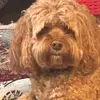 Shane Brooks - @shane.brooks1 - TikTok