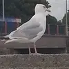 Shane Carney - @shane.carney60 - TikTok