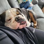 Shane Chaplin - @shane.chaplin.87 - Instagram
