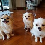 Shane Joseph Cormier - @shanejosephcormier - Instagram