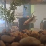 shane cornell - @shanecornell5 - Instagram