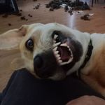 Shane Cribb - @emperorsdc_ - Instagram
