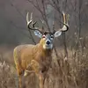 user4156365880802 - @shanecrump4 - TikTok