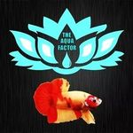 Shane Davison - @theaquafactor - Instagram