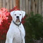 Shane Davison - @shane.davison.777 - Instagram