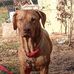 Shane Dent - Facebook
