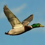Shane Earl - @shane_earl67 - Instagram