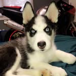 Shane Edenfield - @shane_edenfield11 - Instagram