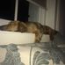 Shane Ellison - Facebook