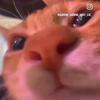 Shane 🎱 - @shane.ellison - TikTok