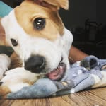 Shane The Feist - @shanethefeist - Instagram