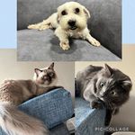 MeowWoofFamily - @shane.forrest.river.lumi.luna - Instagram