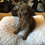 Shane Fraser - @whitbyfraser - Instagram