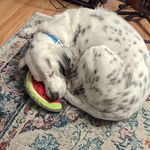 Shane Freese - @tribaljedi696 - Instagram