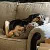 Dogdad78 - @shanefreund - TikTok