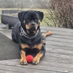 Shane Gault - @gault2 - Instagram