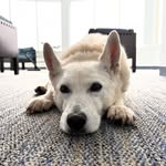 Shane Gilbert - @shane.gilbert.1426 - Instagram