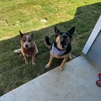 Shane Gilbert - Facebook