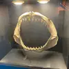 Shane_Gillespie64 - @shane_gillespie64 - TikTok