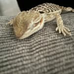 Shane Gillespie - @shane_gillespie018 - Instagram
