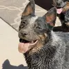 Shane Gore - @shane.gore3 - TikTok