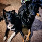 Jeremy Shane Griggs - @norman_and_eddie - Instagram