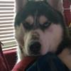 Shane  Diesel - @shanehampton - TikTok