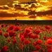 Shane Harbour - Facebook