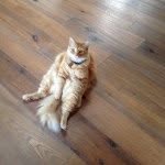 Shane Hennessy - @shanehennessy - Instagram