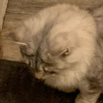 Shane Hickman - @sms_hamboo - Instagram