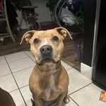 Shane Hutchison - @shanehutchison3 - Instagram