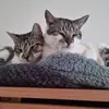shane hutchison - @shane.hutchison1 - TikTok