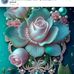 Shane Kim - Facebook