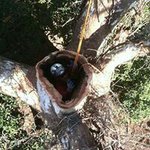 Shane Lawler - @ruining_trees - Instagram