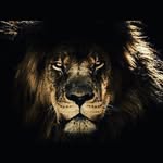 SHANE LORD - @shanelord70 - Instagram